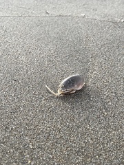 Emerita analoga
