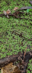 Azolla pinnata
