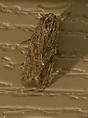 Spodoptera frugiperda