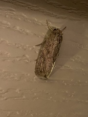 Spodoptera frugiperda