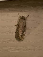 Spodoptera frugiperda