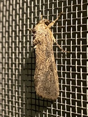 Spodoptera frugiperda