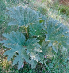 Gunnera manicata