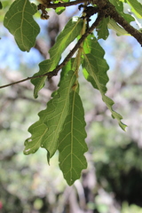 Quercus castanea