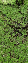 Azolla pinnata