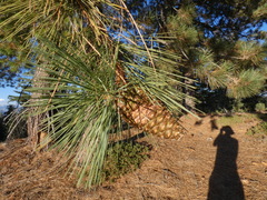 Pinus jeffreyi