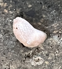 Deroceras reticulatum