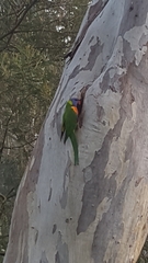 Trichoglossus moluccanus