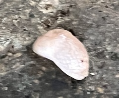 Deroceras reticulatum