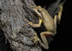 Litoria jervisiensis