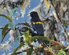 Cacicus chrysonotus