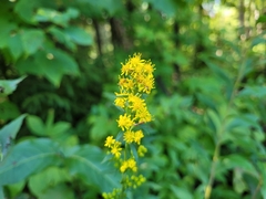 Solidago arguta