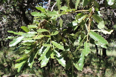 Quercus castanea