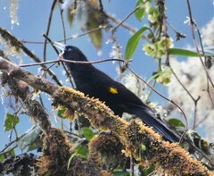 Cacicus chrysonotus