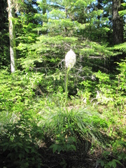 Xerophyllum tenax