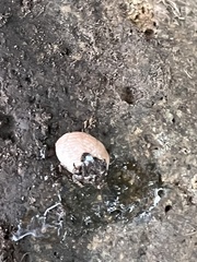 Deroceras reticulatum