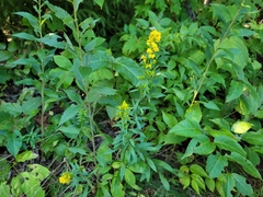Solidago arguta