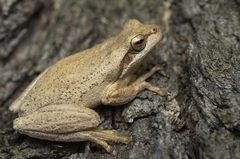 Litoria jervisiensis