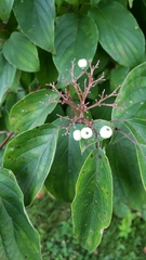 Cornus drummondii