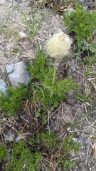 Pulsatilla occidentalis