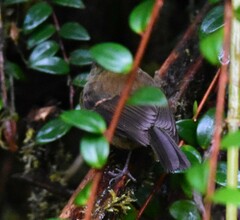 Silvicultrix diadema