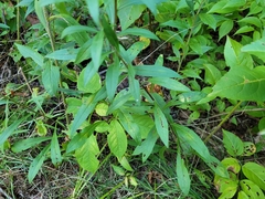Solidago arguta