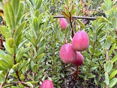 Vaccinium macrocarpon