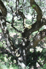 Quercus castanea