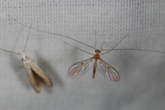 Macrocera inconcinna