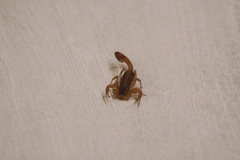Centruroides vittatus