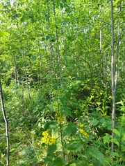 Parasenecio hastatus