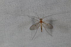 Macrocera inconcinna