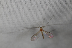 Macrocera inconcinna