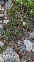 Dryas hookeriana