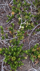 Phyllodoce glanduliflora