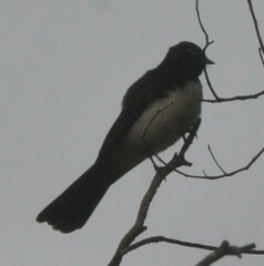 Rhipidura leucophrys