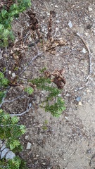 Herpotrichia juniperi