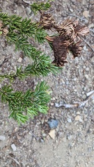 Herpotrichia juniperi