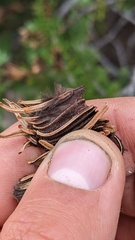 Herpotrichia juniperi