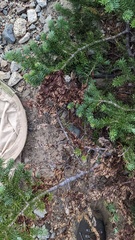 Herpotrichia juniperi