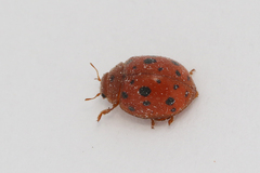 Subcoccinella vigintiquatuorpunctata