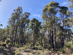 Eucalyptus marginata