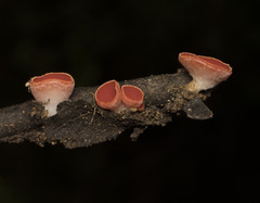 Sarcoscypha coccinea