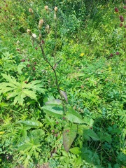 Crepis sibirica