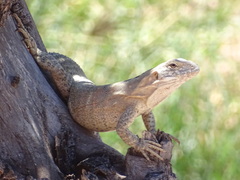 Ctenosaura macrolopha