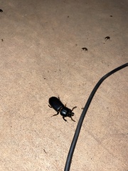 Odontotaenius disjunctus