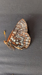 Euphydryas