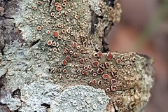 Haematomma