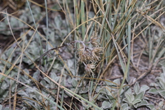 Antennaria parvifolia