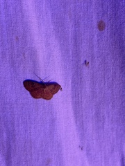 Leptostales ferruminaria